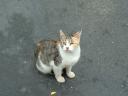 One'Eyed McDonald's Feral Cat