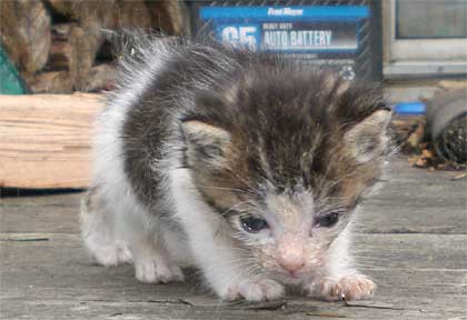 A littler abandoned baby, like a gerbil compared to Hamster. 