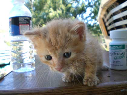 Hamster-cat, the abandoned kitten, about 4 weeks old - click for larger image